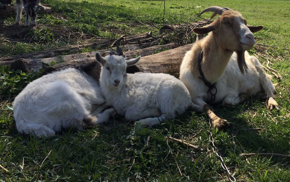Дійні кози, козенята, вівці, цапи. Коза, цап, цапок, козеня Овцы Козы
