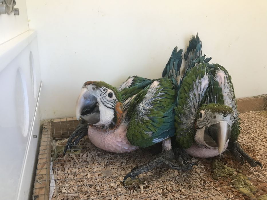 Vendo 3 lindas Araras Arlequim