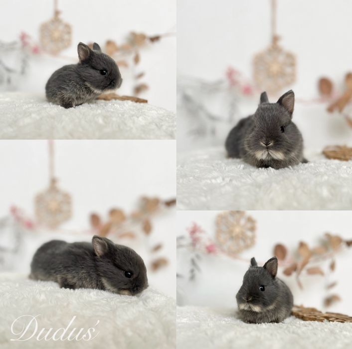 Mini kroliczki domowe Rasowe Karzełki Teddy oraz Mini lop