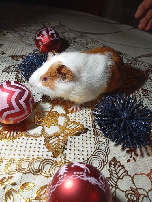 Морська свинка,мурчаки,хлопчик морської свинки