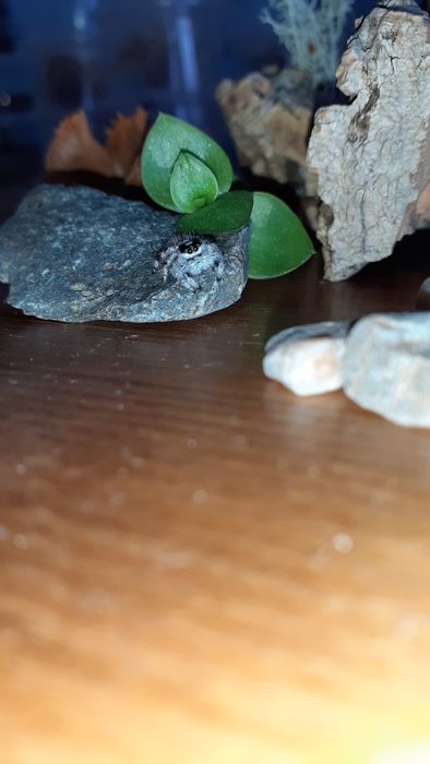 Phidippus regius white bahamas L9 samiec