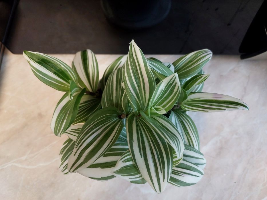 Традисканція Традесканція