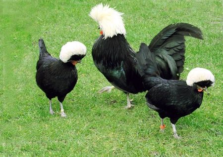 Jaja lęgowe Białoczuby Holenderskie