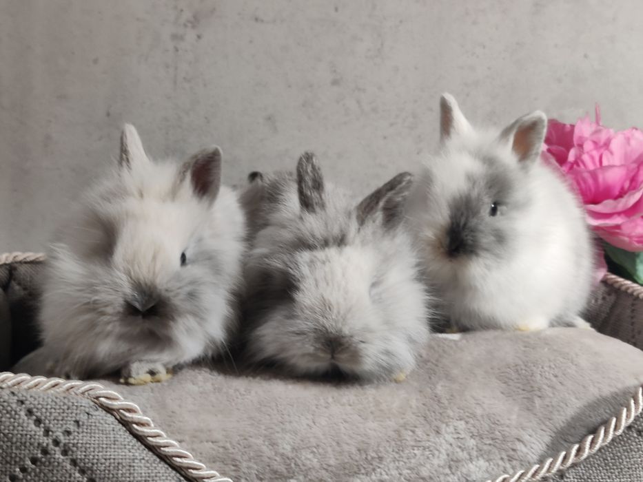Króliczki Teddy Mini lop Lwie biało szare samiczka i samczyk