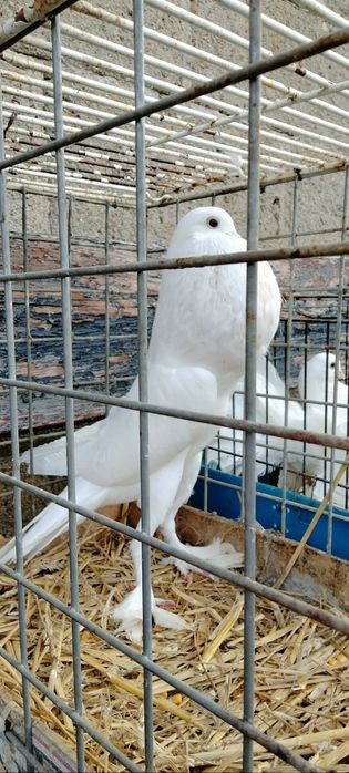 Garłacz angielski samica