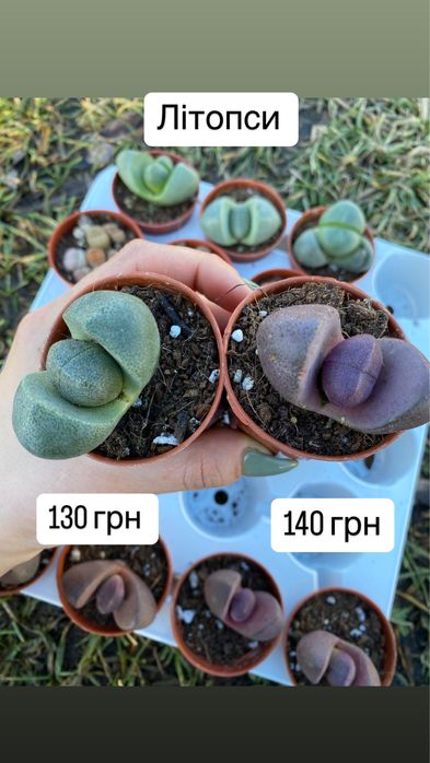 Літопси , живі камінці