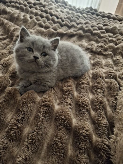 Продам    кошення