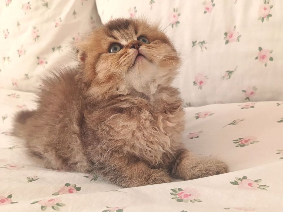 Шотландські кошенята золота шиншила, залишився 1