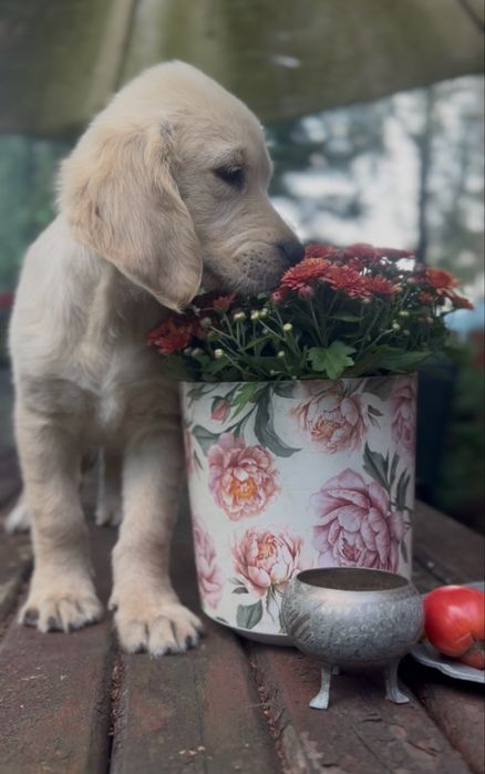 Golden retriever