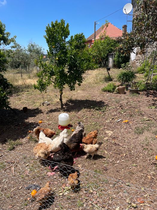 Ovos caseiros, galinhas criadas ao ar livre.