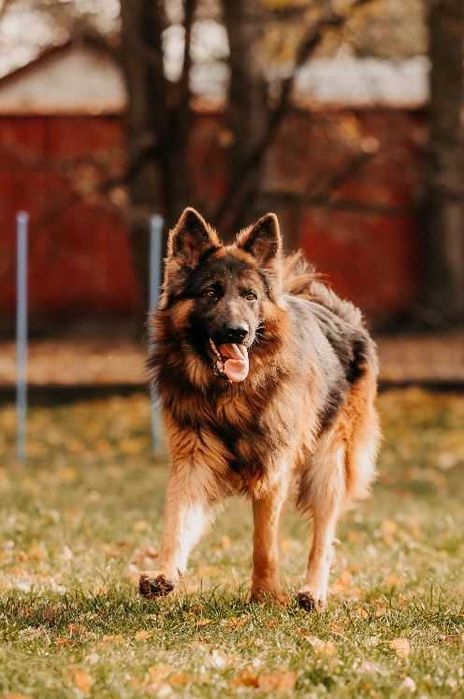 Przepiękny 2-letni Mezo w typie owczarka niemieckiego szuka domu!!!
