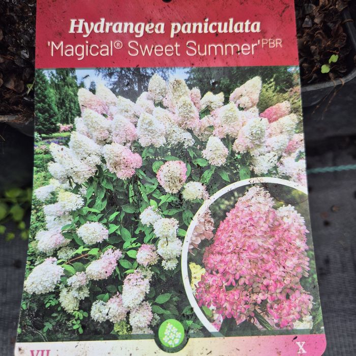 Hortensje bukietowe w różnych odmianach
