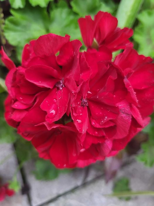 Герань пеларгонія калачики ампельна зональна зірчаста плющелиста духмя