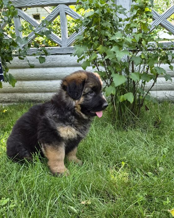 Щенок немецкой овчарки