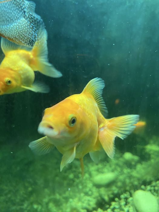 Продам рыбки аквариумные