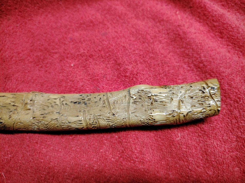 Pau de oliveira trabalhado por bicho e  natureza