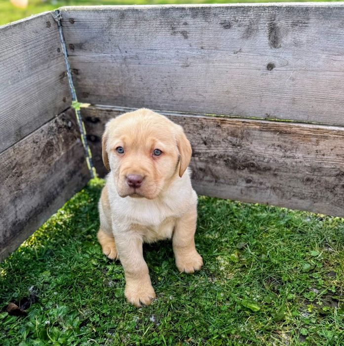 Labrador retriever