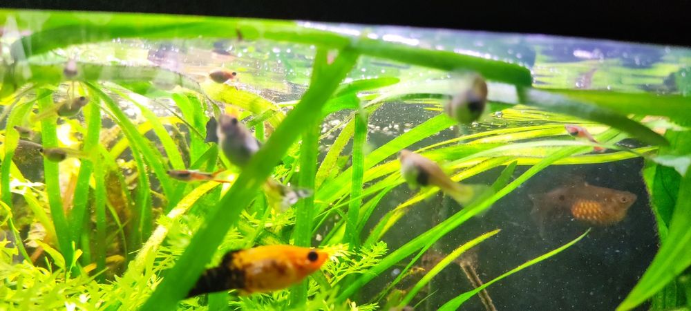 Sprzedam głupiki endlerta