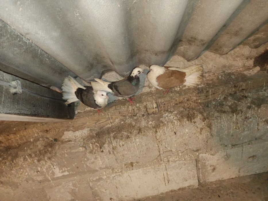 Sprzedam gołębie rasowe 7  sztuk MOŻLIWOŚĆ WYSYŁKI