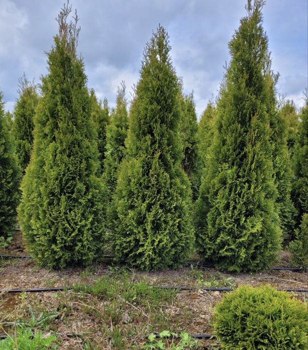 Oddam drzewo na opał