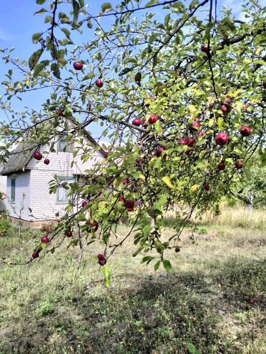 ДАЧА   біля лісу, 1-ша лінія