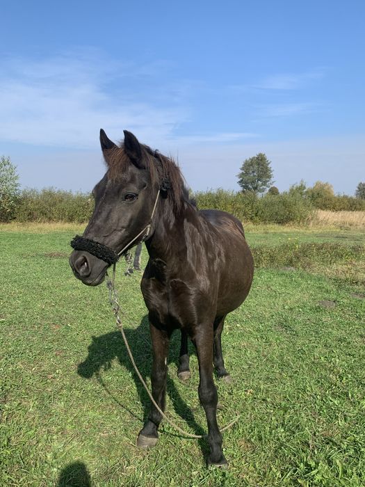 Продам кобилу 14 років