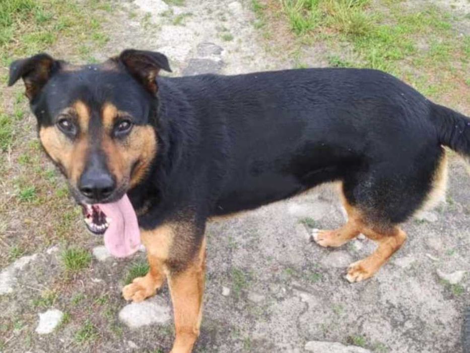 Pieski do adpocji!