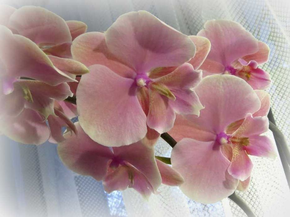 Биг Лип "Поцелуй" орхидея дешево 500 грн