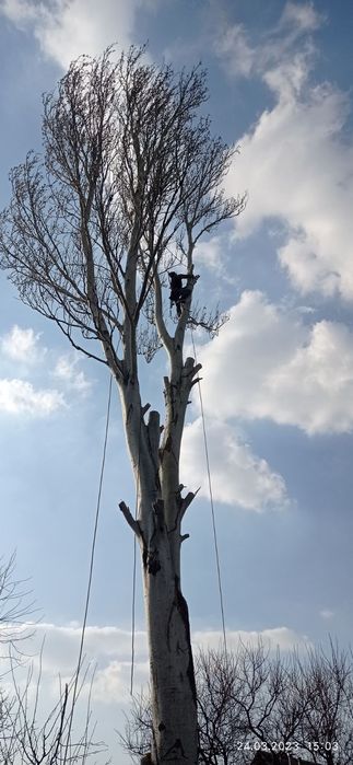 Валка та спил важких дерев.
