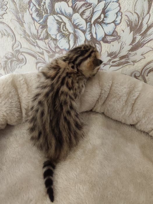 Яркие малыши"Scottish Fold и Straight"