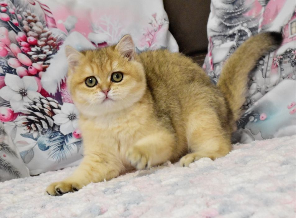 Золотая шиншилла, кошечка, продажа