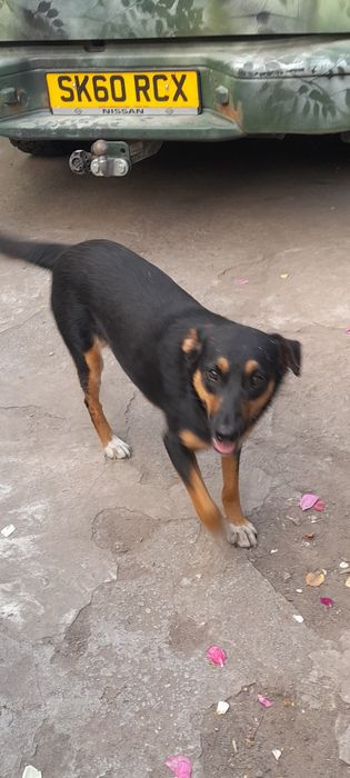 Дівчинка шукає дім