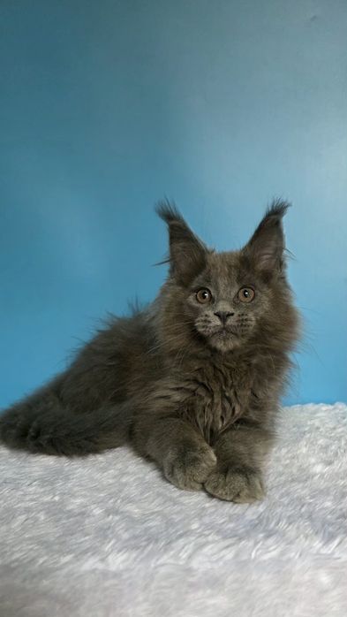 Мейн кун девочка, голубой солид