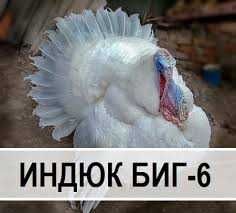 Яйцо индюков.  .