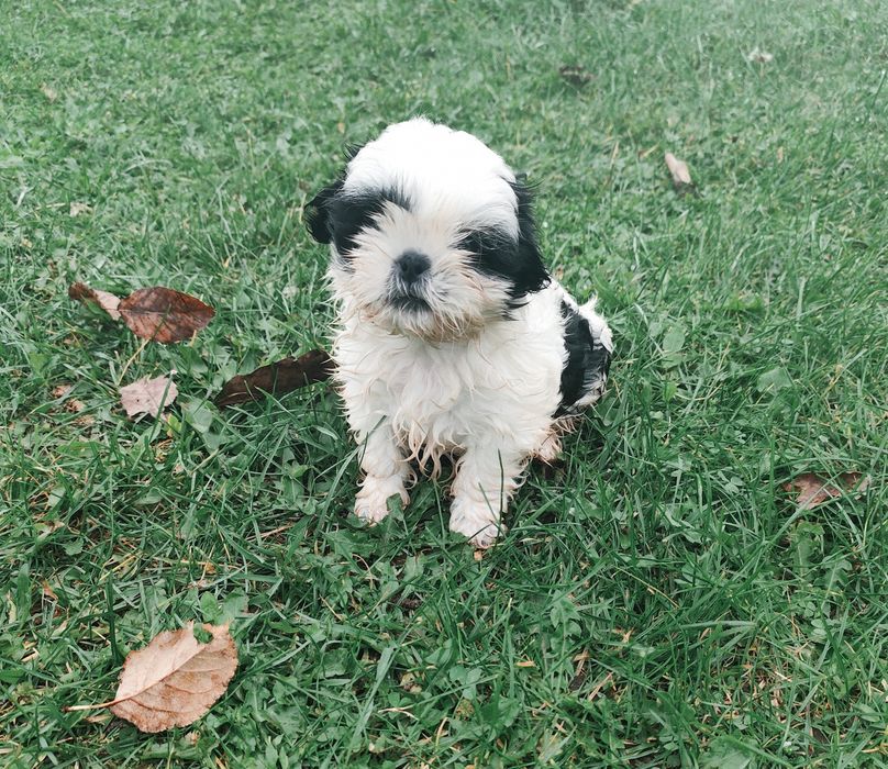 Piesek Shih tzu.
