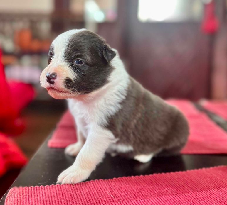 Border Collie szczeniak