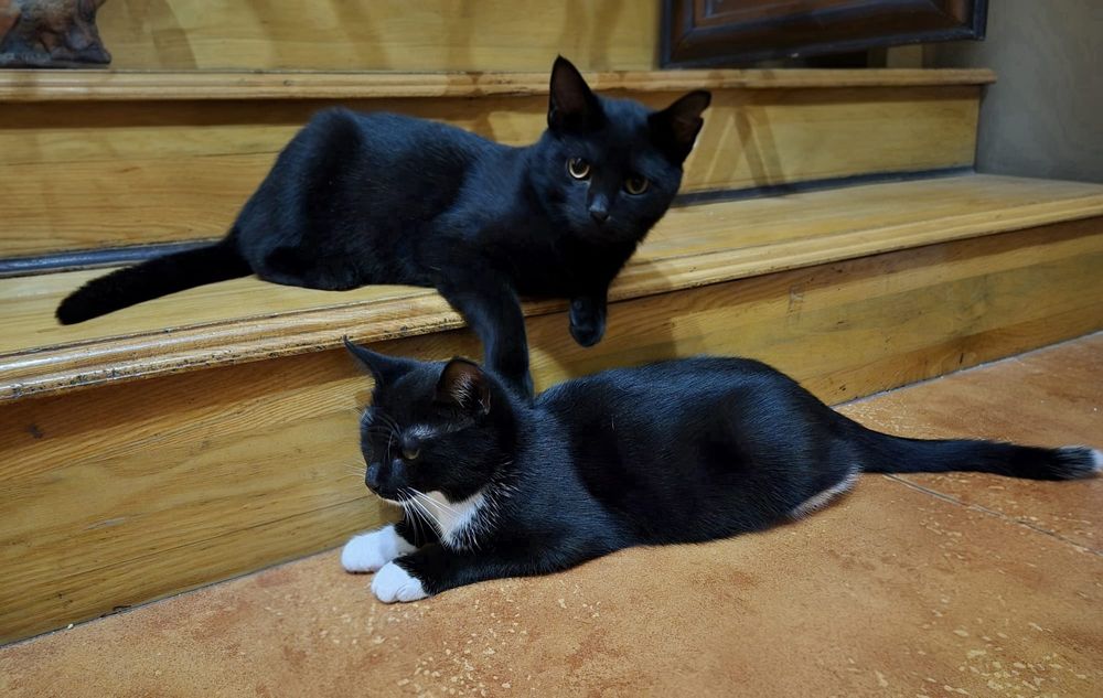 Ewcia, Wojan i Poniś przeurocze kociaki czekają na domy