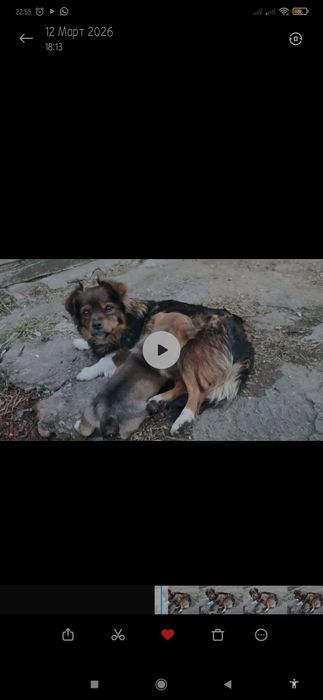 Візьміть дівчинку Метис Пекінеса /Тибетський Спанієль