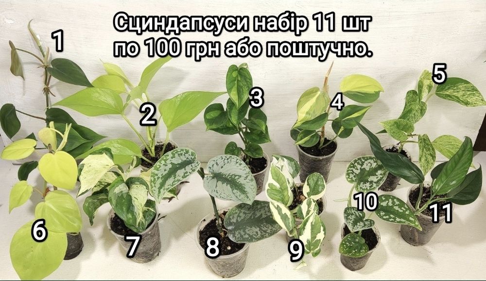 Продам Епіпремнум, сциндапсус, Пінатум -різних сортів