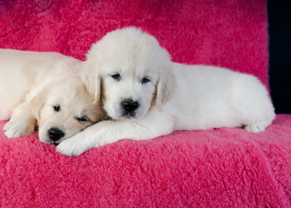Golden Retriever - suczka gotowa do odbioru ZKwP/FCI