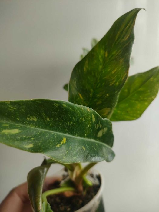 Філодендрон Ring of fire , ринг оф фаєр