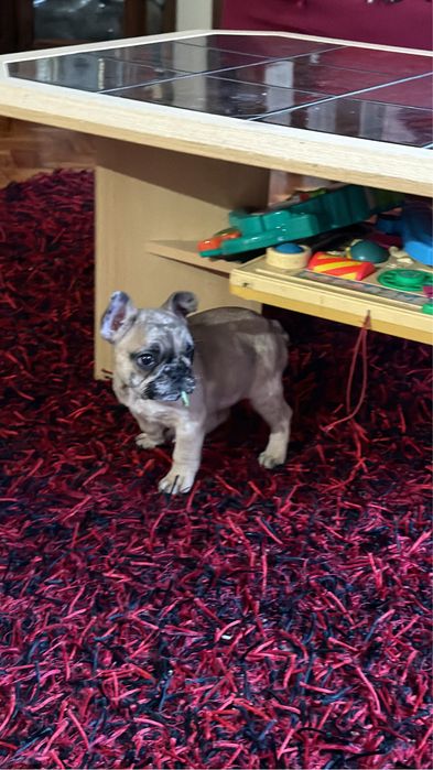 Bulldog frances Femea
