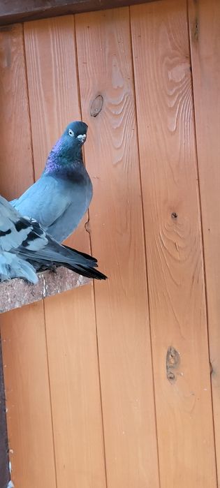 Berlińskie Krótkodziobowe