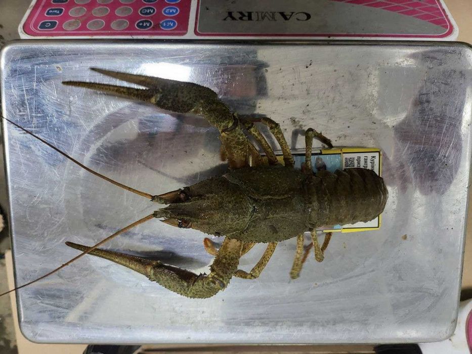 Свіжі РАКИ КОРОЛІ до столу!