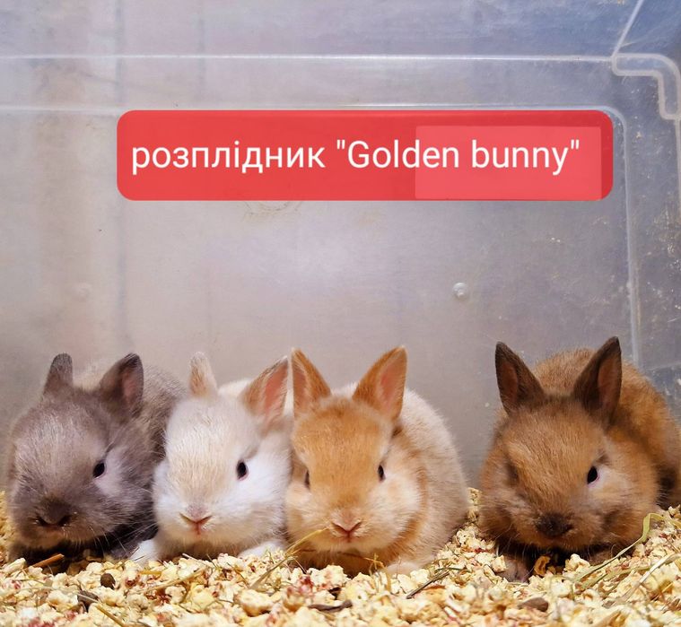 Міні кролики з документами та щепленнями!!!карликовые кролики