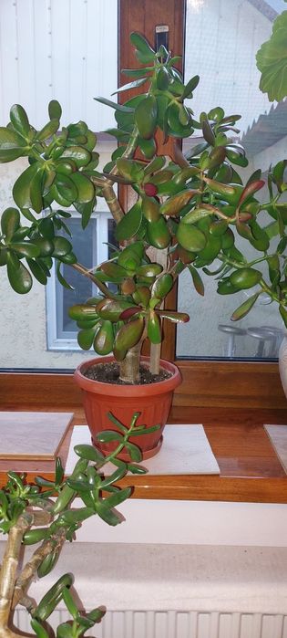 Продам денежное дерево