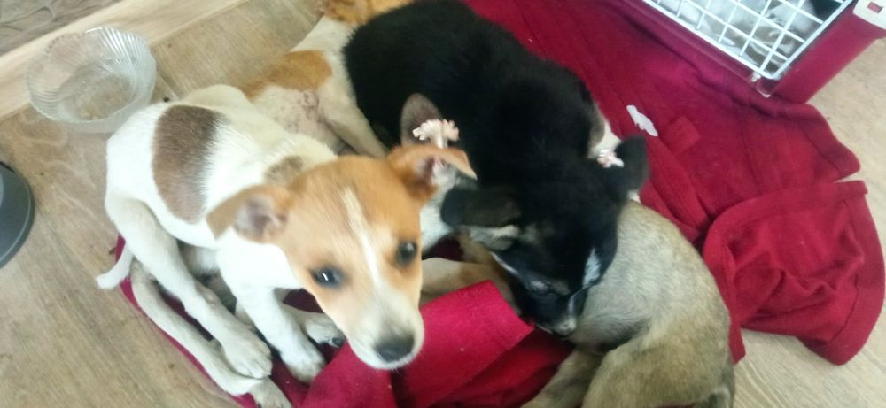 Цуцики в добрі руки