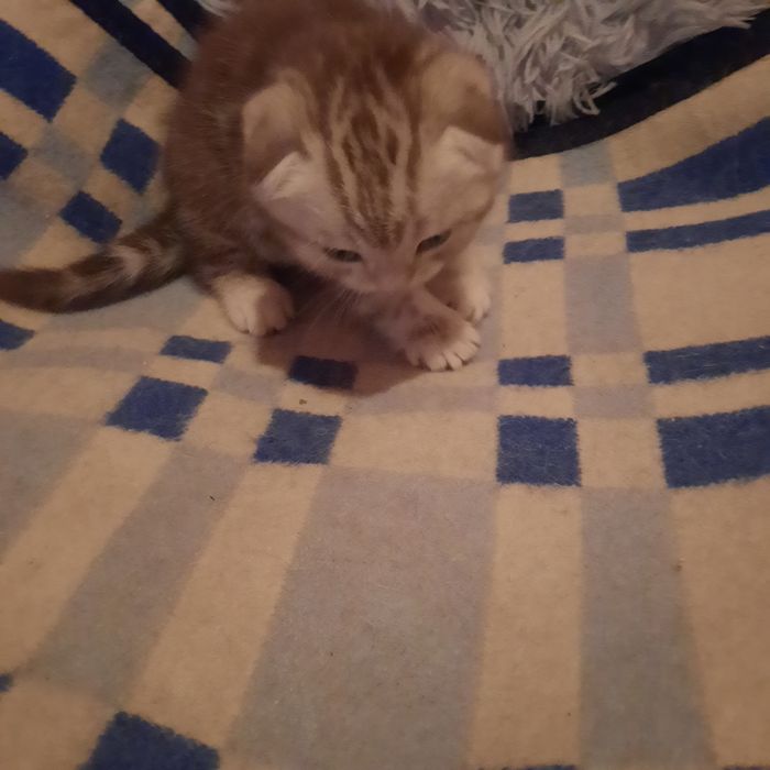 Шотландське вісловухе кошеня