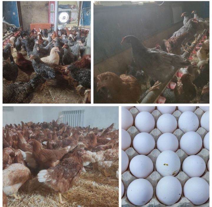 Куры, кури несучки