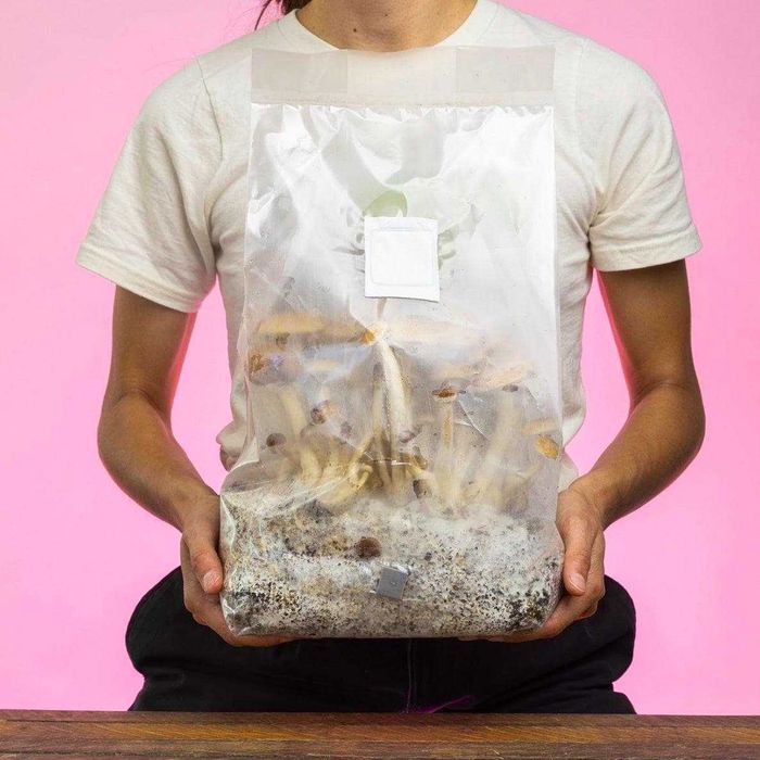 Duży Growkit Worek - Substrat z Grzybnią - MVP [ Most Valuble Producer ] XXL | Obserwacja Grzybni